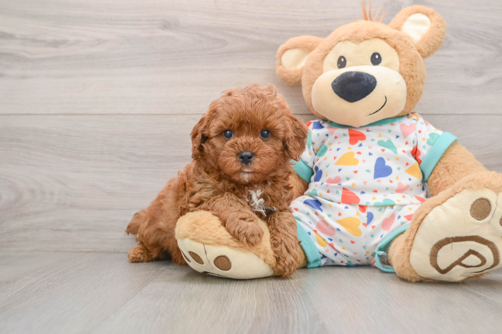 Best Cavapoo Baby