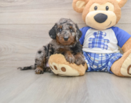 8 week old Cavapoo Puppy For Sale - Pilesgrove Pups
