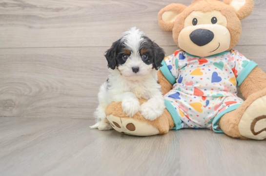 Cavapoo Puppy for Adoption