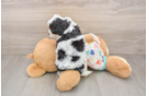 Cavapoo Puppy for Adoption