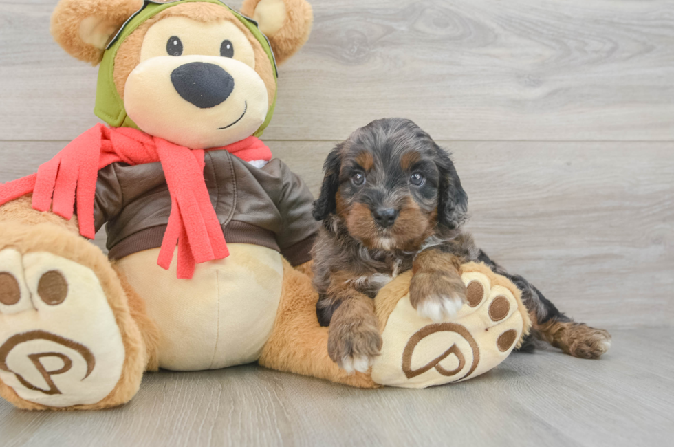5 week old Cavapoo Puppy For Sale - Pilesgrove Pups