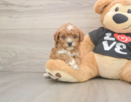 7 week old Cavapoo Puppy For Sale - Pilesgrove Pups