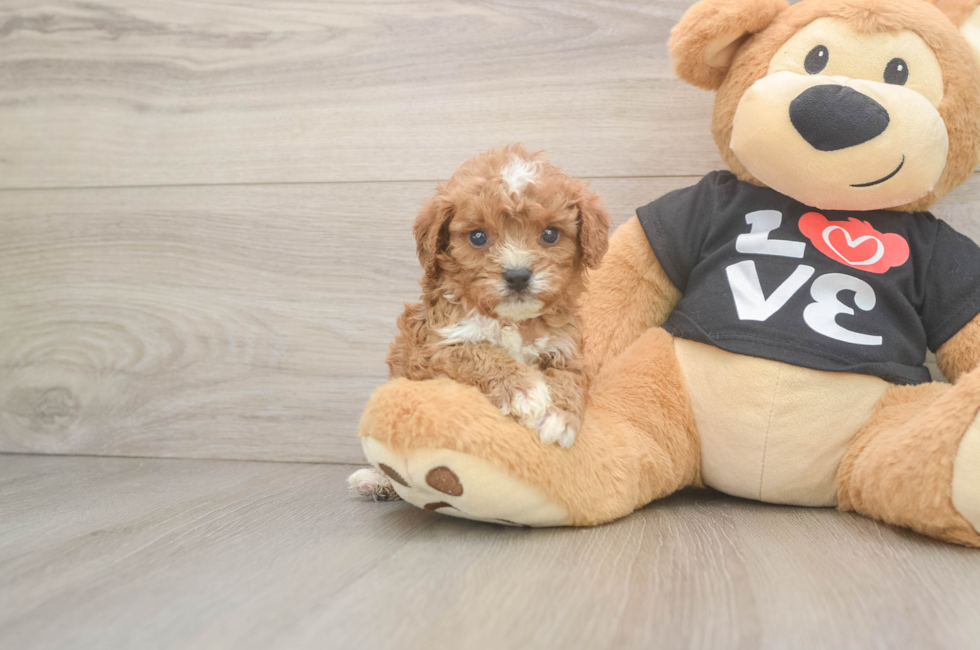 5 week old Cavapoo Puppy For Sale - Pilesgrove Pups