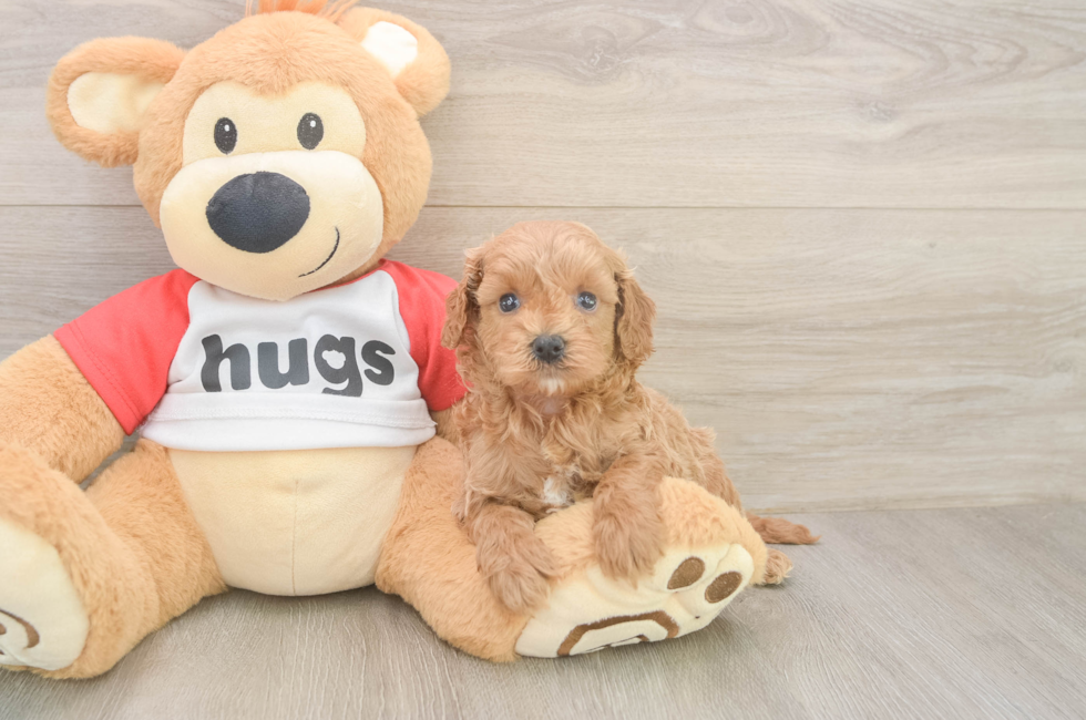 5 week old Cavapoo Puppy For Sale - Pilesgrove Pups