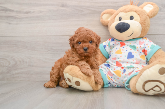 Cavapoo Puppy for Adoption