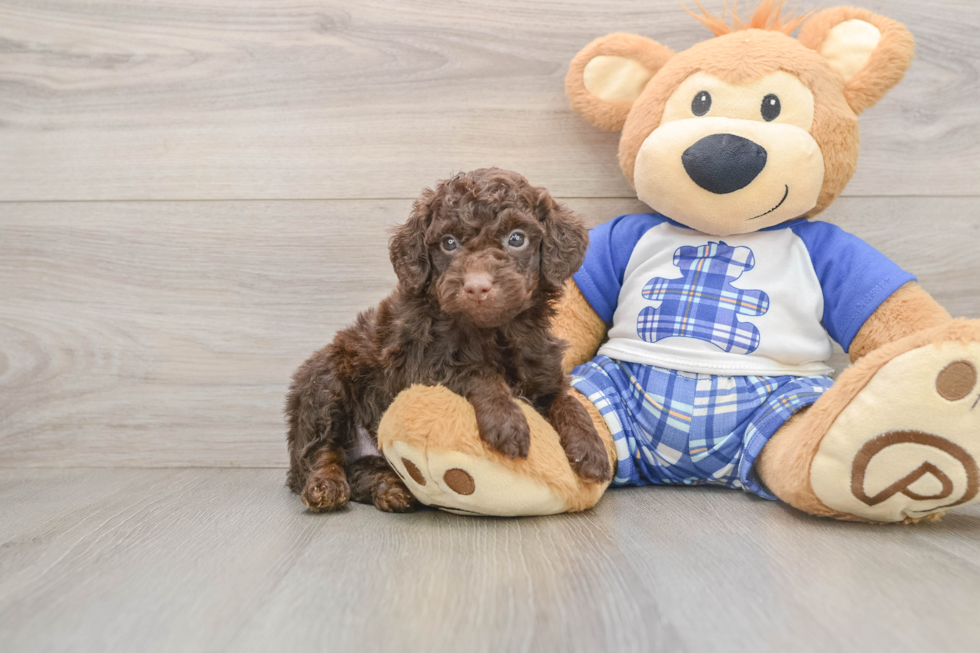 Cavapoo Pup Being Cute
