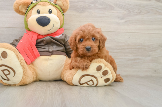 Cavapoo Pup Being Cute