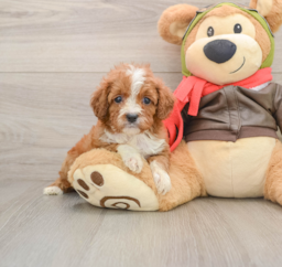 6 week old Cavapoo Puppy For Sale - Pilesgrove Pups
