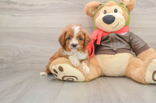 Cavapoo Puppy for Adoption