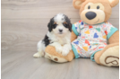Cute Cavapoo Baby