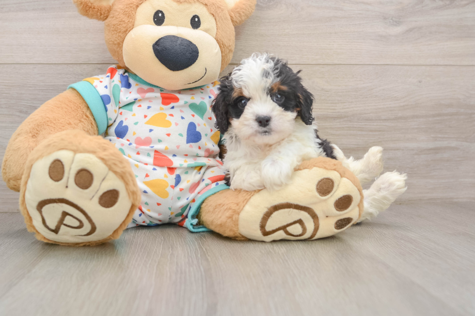 Little Cavipoo Poodle Mix Puppy