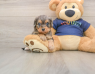 8 week old Cavapoo Puppy For Sale - Pilesgrove Pups