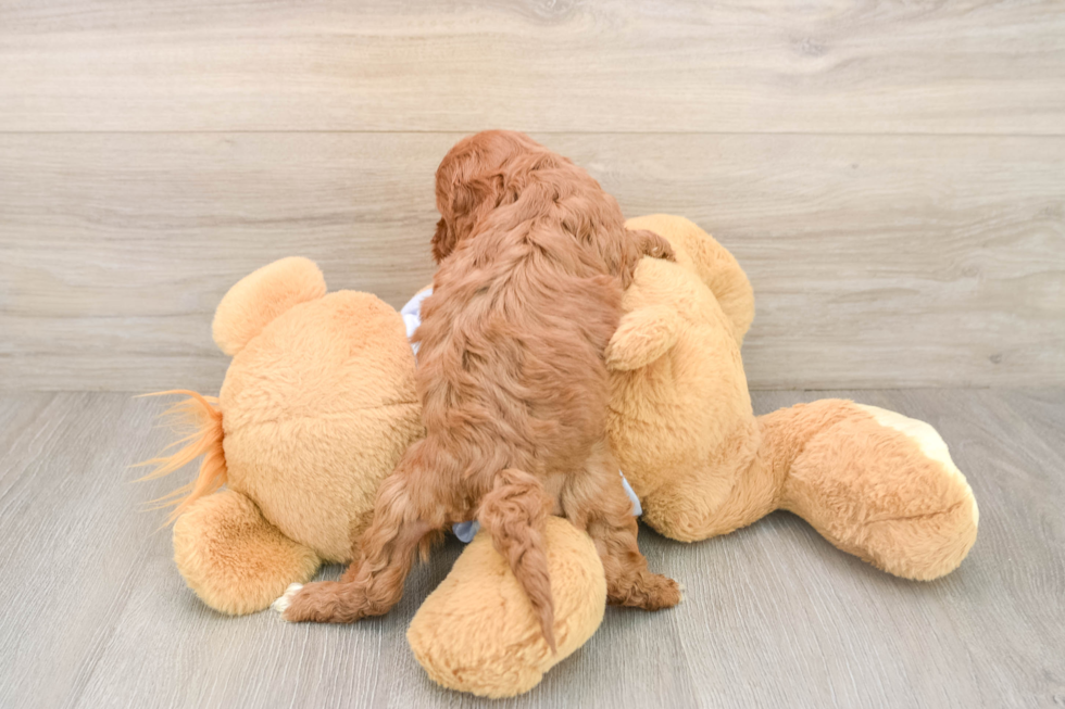 Cute Cavapoo Baby