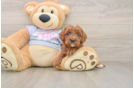Cavapoo Puppy for Adoption