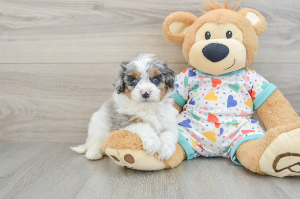 5 week old Cavapoo Puppy For Sale - Pilesgrove Pups