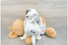 Cavapoo Puppy for Adoption