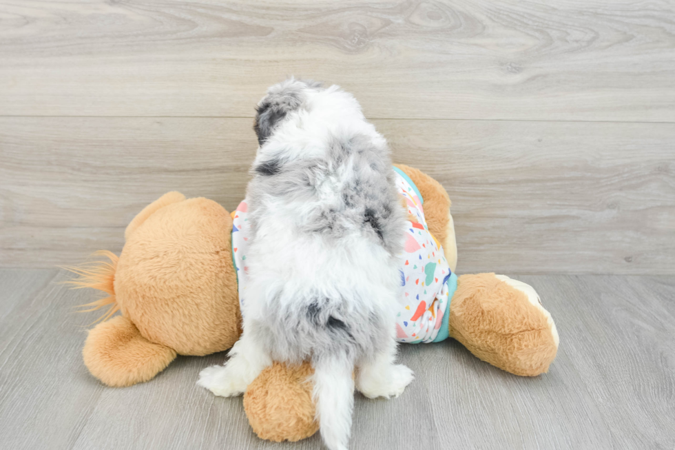 Cavapoo Puppy for Adoption