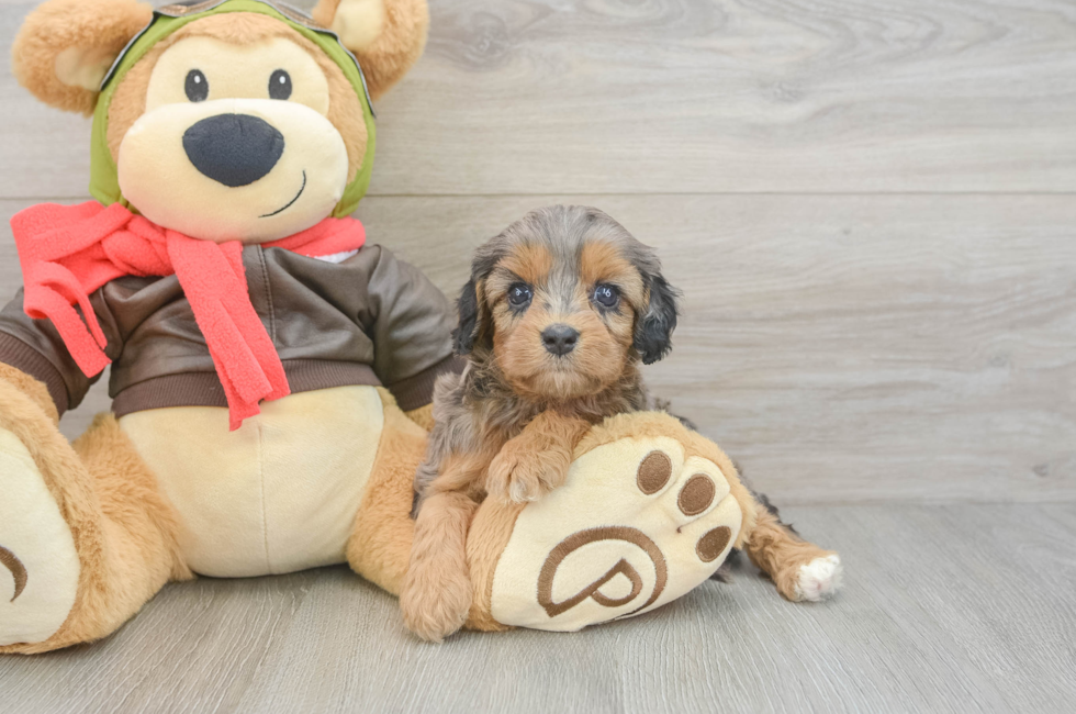 5 week old Cavapoo Puppy For Sale - Pilesgrove Pups