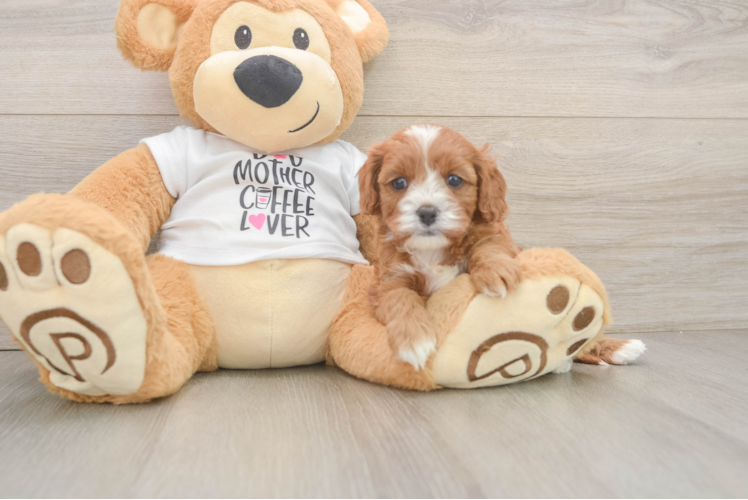 Cavapoo Pup Being Cute