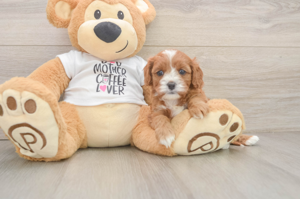 5 week old Cavapoo Puppy For Sale - Pilesgrove Pups