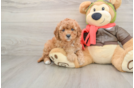 Cavapoo Puppy for Adoption