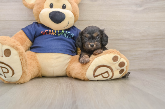 Hypoallergenic Cavadoodle Poodle Mix Puppy