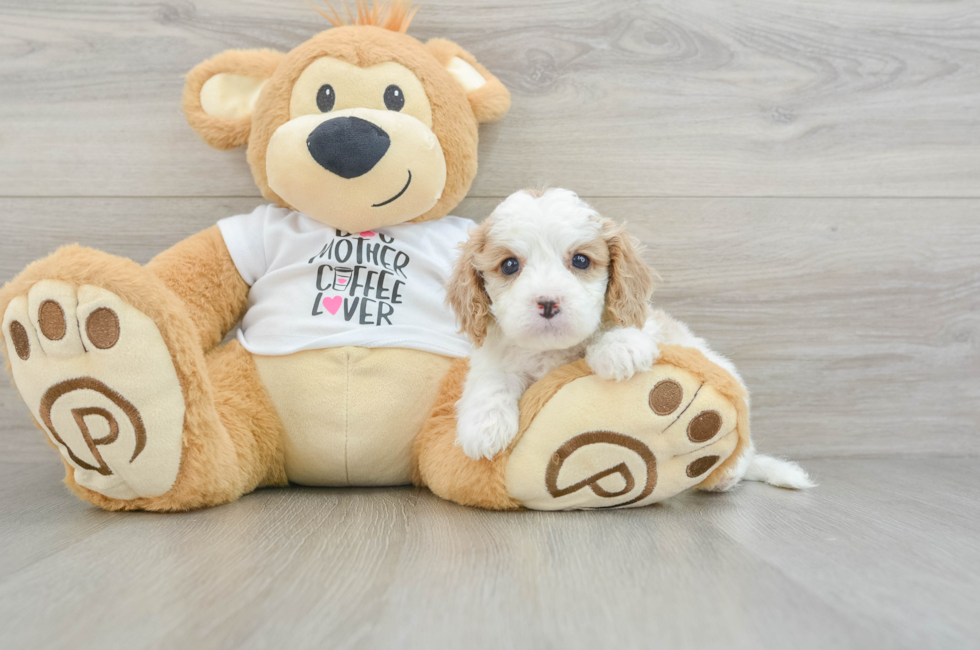 6 week old Cavapoo Puppy For Sale - Pilesgrove Pups