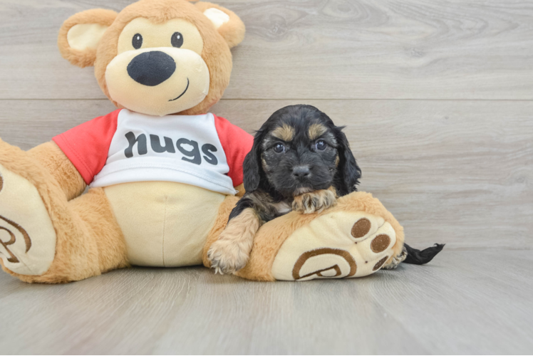 Cavapoo Puppy for Adoption