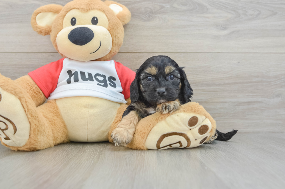 8 week old Cavapoo Puppy For Sale - Pilesgrove Pups