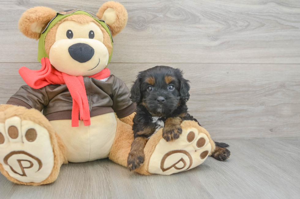 5 week old Cavapoo Puppy For Sale - Pilesgrove Pups