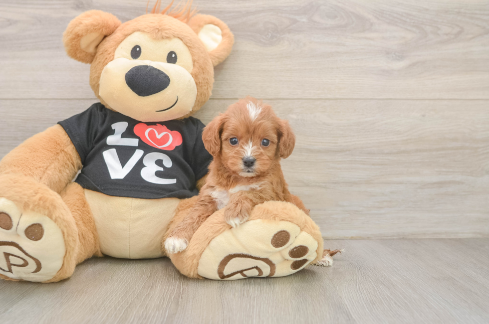 5 week old Cavapoo Puppy For Sale - Pilesgrove Pups