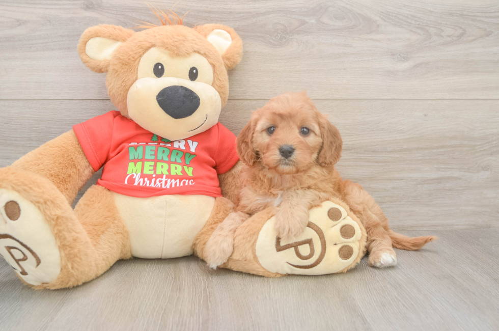 5 week old Cavapoo Puppy For Sale - Pilesgrove Pups