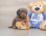 8 week old Cavapoo Puppy For Sale - Pilesgrove Pups