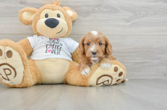 Fluffy Cavapoo Poodle Mix Pup