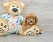 7 week old Cavapoo Puppy For Sale - Pilesgrove Pups