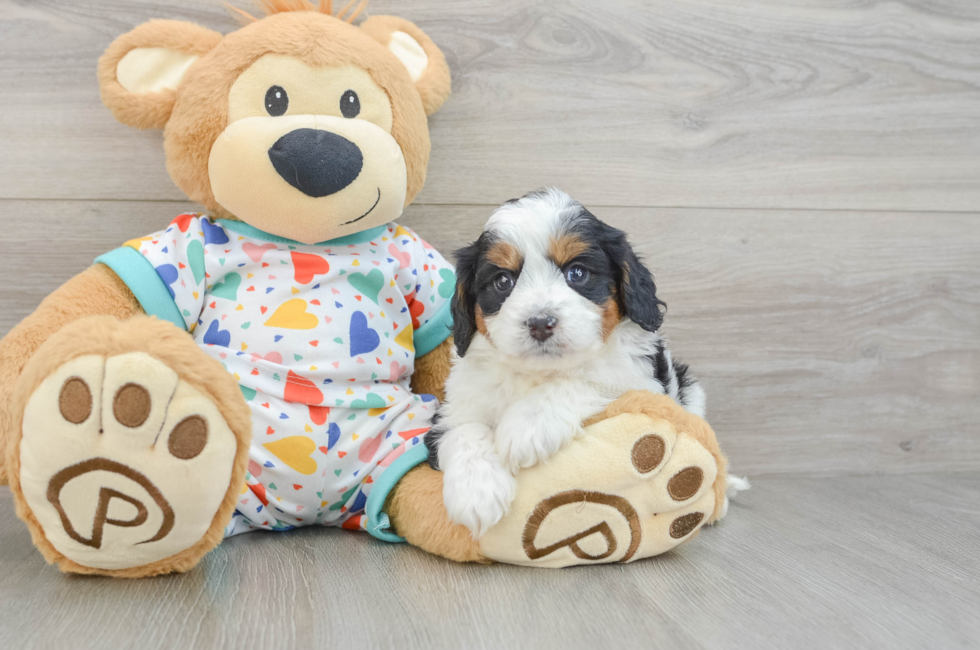 5 week old Cavapoo Puppy For Sale - Pilesgrove Pups