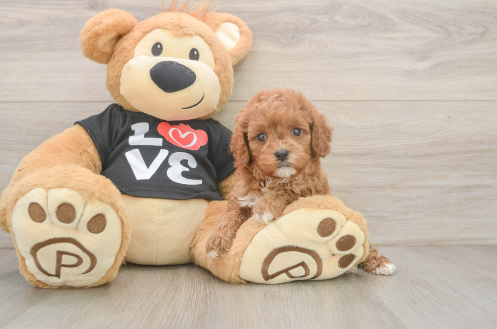 5 week old Cavapoo Puppy For Sale - Pilesgrove Pups
