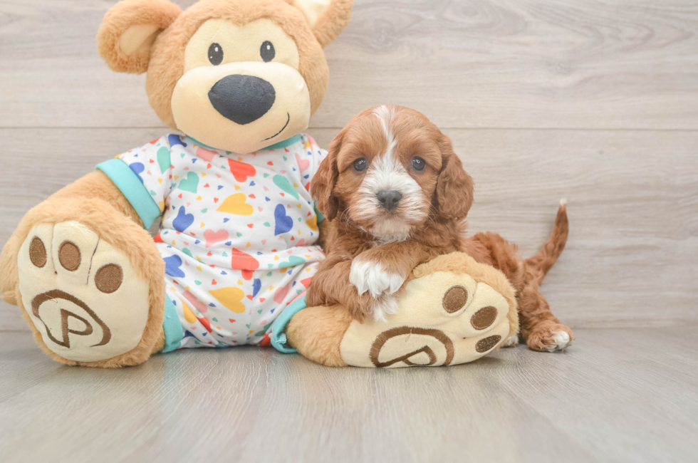 6 week old Cavapoo Puppy For Sale - Pilesgrove Pups