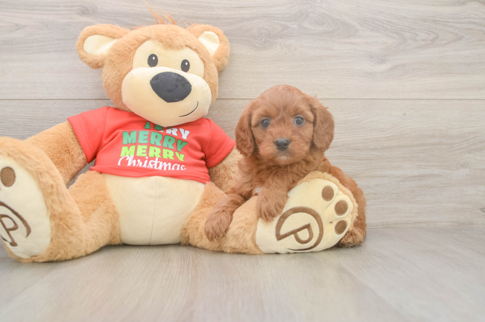 5 week old Cavapoo Puppy For Sale - Pilesgrove Pups