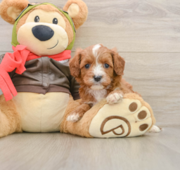 6 week old Cavapoo Puppy For Sale - Pilesgrove Pups