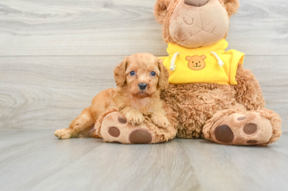 7 week old Cavapoo Puppy For Sale - Pilesgrove Pups