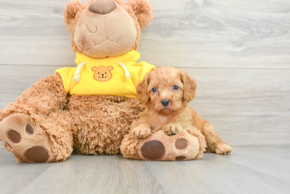 Cavapoo Puppy for Adoption