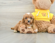 8 week old Cavapoo Puppy For Sale - Pilesgrove Pups