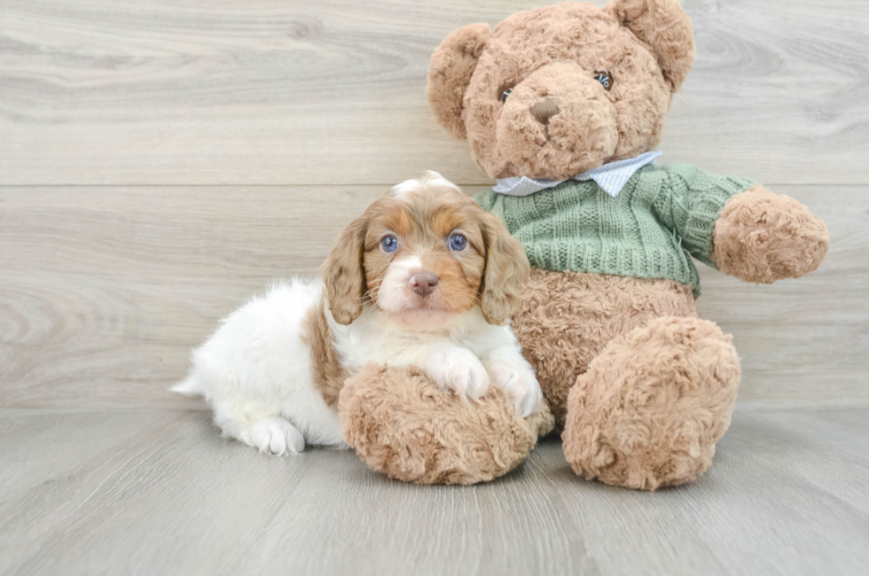 8 week old Cavapoo Puppy For Sale - Pilesgrove Pups