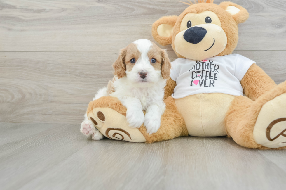 6 week old Cavapoo Puppy For Sale - Pilesgrove Pups