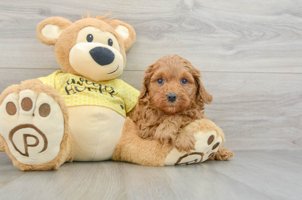 7 week old Cavapoo Puppy For Sale - Pilesgrove Pups