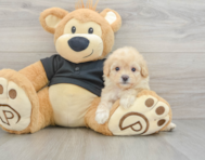 8 week old Cavapoo Puppy For Sale - Pilesgrove Pups