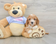 7 week old Cavapoo Puppy For Sale - Pilesgrove Pups