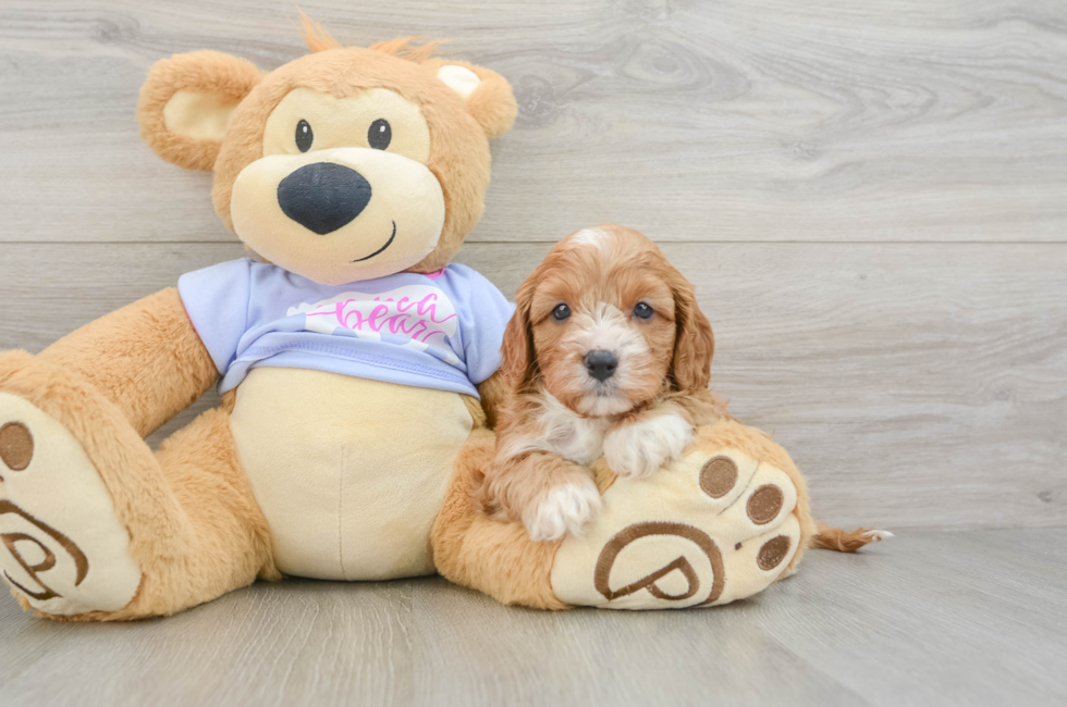 5 week old Cavapoo Puppy For Sale - Pilesgrove Pups