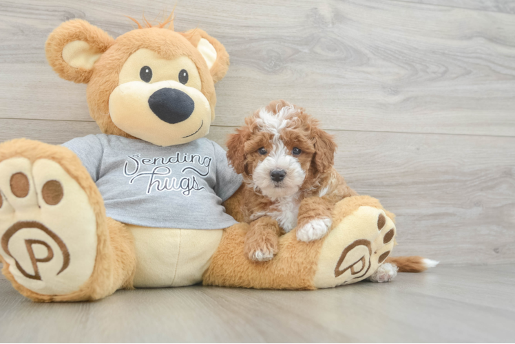 Cavapoo Puppy for Adoption